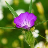 Mélange de fleurs sauvages (10 g pour une surface denviron 5 m²)