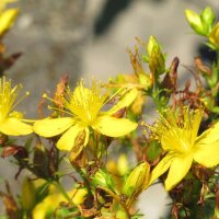 Mélange de fleurs sauvages (10 g pour une surface denviron 5 m²)