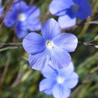 Mélange de fleurs sauvages (10 g pour une surface denviron 5 m²)