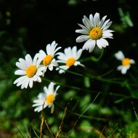 Mélange de fleurs sauvages (10 g pour une surface denviron 5 m²)