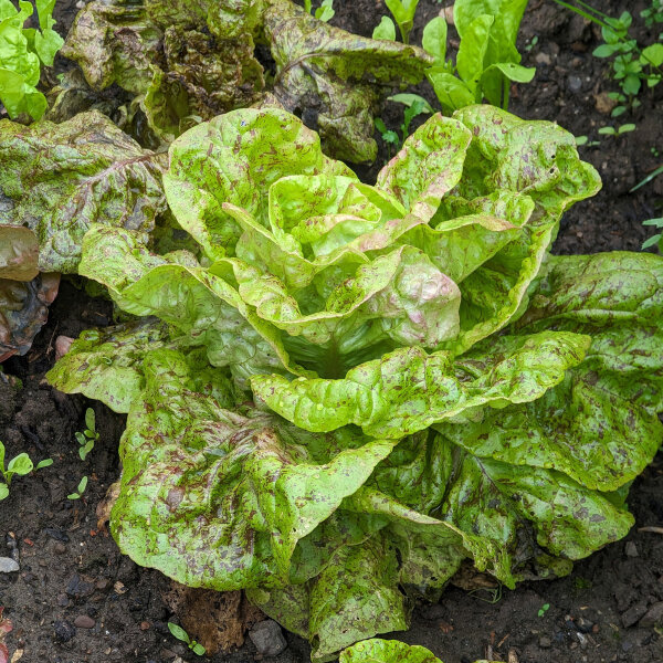 Laitue romaine Forellenschluss (Lactuca sativa) Bio semences