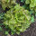 Laitue romaine Forellenschluss (Lactuca sativa) Bio semences