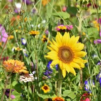 Mélange de fleurs pour les insectes (10 g pour une surface denviron 5 m²) bio