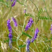 Mélange de fleurs pour les insectes (10 g pour une...