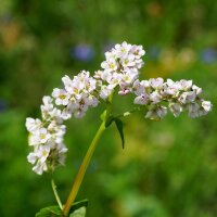 Mélange de fleurs pour les insectes (10 g pour une surface denviron 5 m²) bio