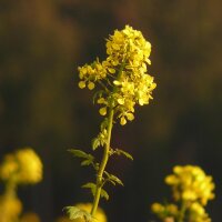 Mélange de fleurs pour les insectes (10 g pour une surface denviron 5 m²) bio