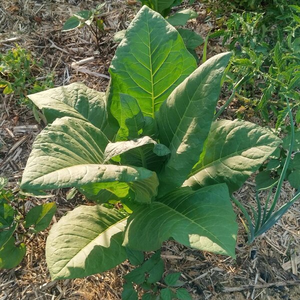 Tabac Badischer Geudertheimer (Nicotiana tabacum) Bio semences