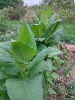 Tabac Badischer Geudertheimer (Nicotiana tabacum) Bio semences