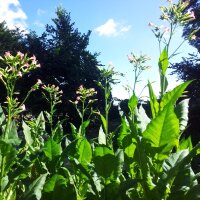 Tabac Badischer Geudertheimer (Nicotiana tabacum) Bio semences