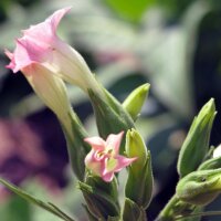 Tabac Badischer Geudertheimer (Nicotiana tabacum) Bio semences