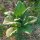 Tabac Badischer Geudertheimer (Nicotiana tabacum) Bio semences