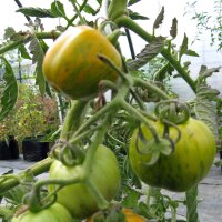 Tomate Green Zebra (Solanum lycopersicum) semences