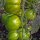 Tomate Green Zebra (Solanum lycopersicum) semences