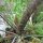 Fenouil bronze (Foeniculum vulgare) bio semences
