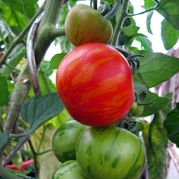 Tomate rayée Tigerella (Solanum lycopersicum) semences