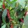 Piment Rouge et long de lOuest (Capsicum annuum) Bio semences