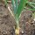 Oignon Stuttgarter Riesen (Allium cepa) bio semences