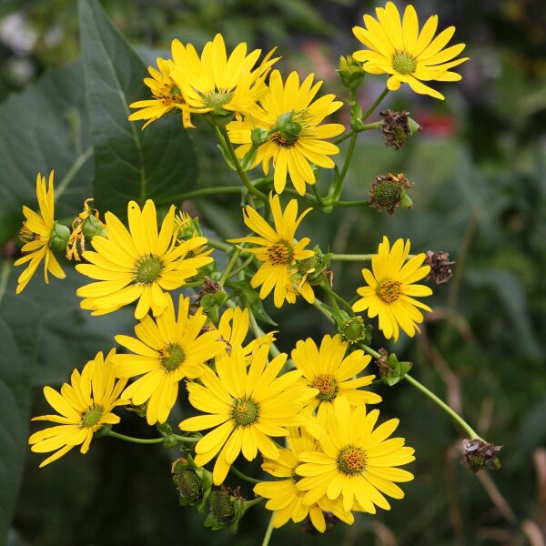 Silphe perfolié (Silphium perfoliatum) Bio semences