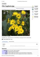 Silphe perfolié (Silphium perfoliatum) Bio semences